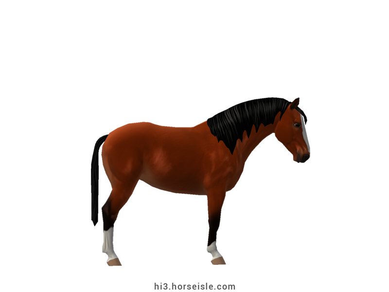 Heavenly Tiger Horse Red Bay Coat (right view)